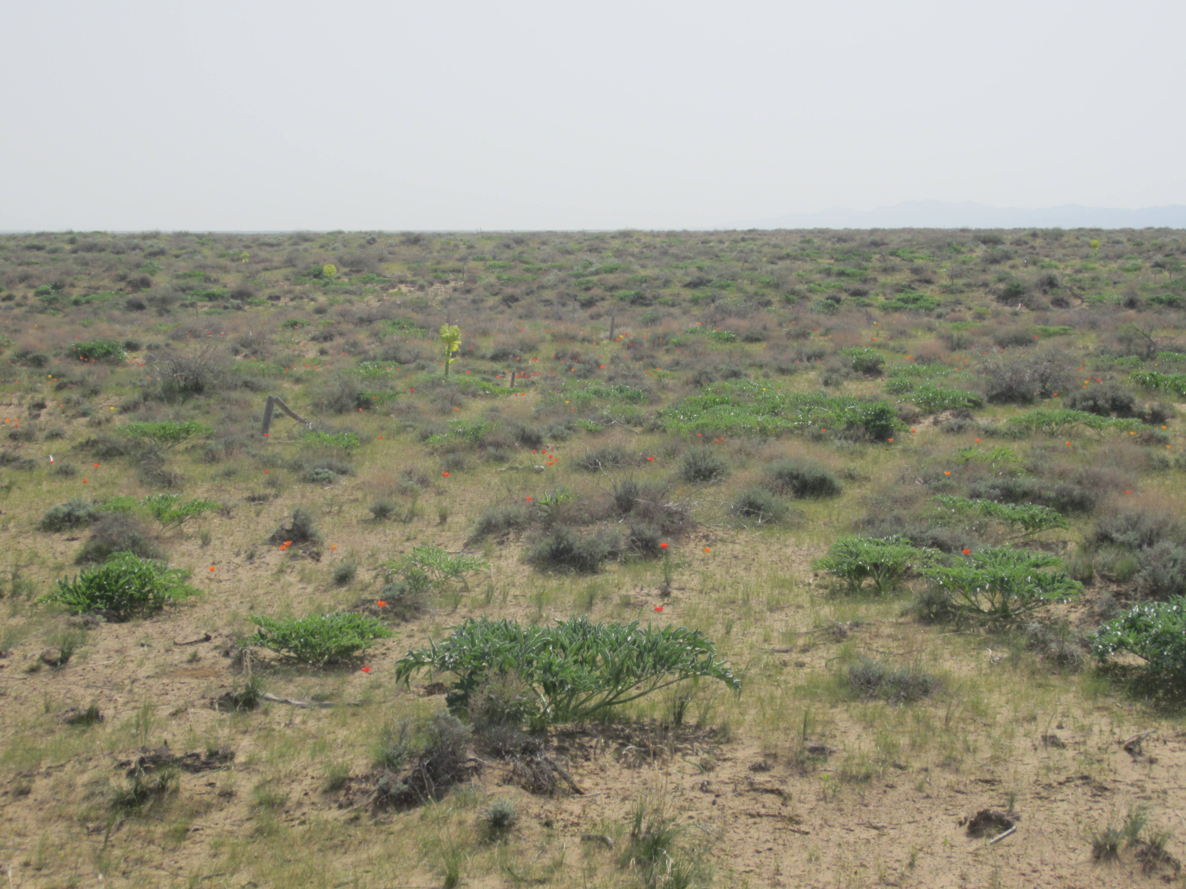 Konimex tumani — Qizilqum landshafti
